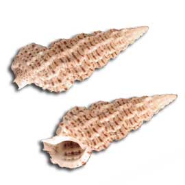 Ceriths Shell