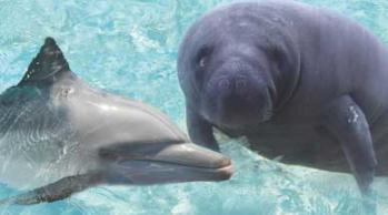 Dolphins and Manatees