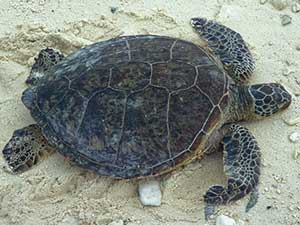 GREEN TURTLE