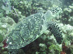 HAWKSBILL