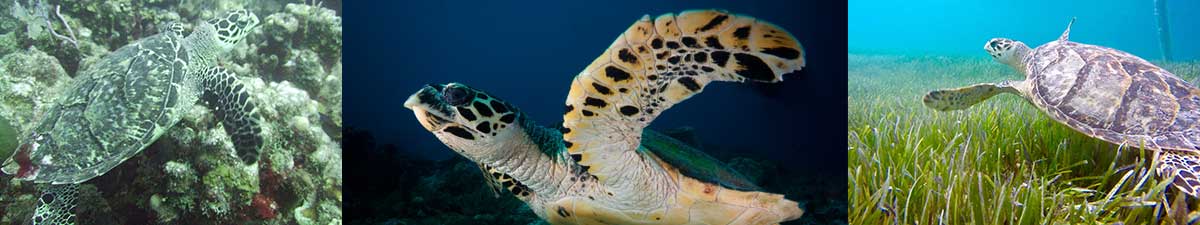 Hawksbill