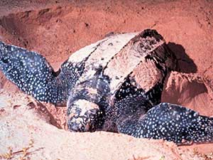 LEATHERBACK