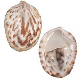 Spotted Slipper Shell