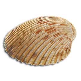 Cockle Shell