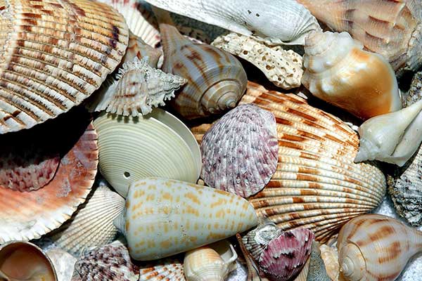 florida sea shells