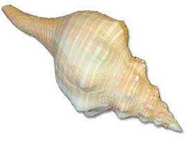 Horse Conch