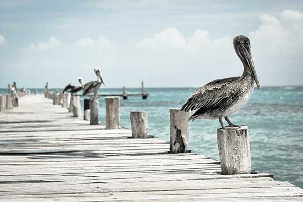 island wildlife