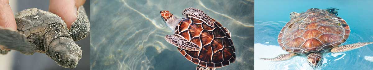 loggerhead