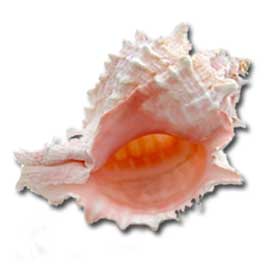 Murex Shell