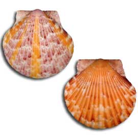 Calico Scallop