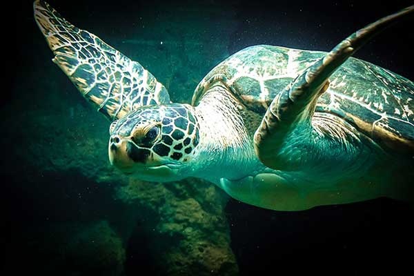 sea turtle