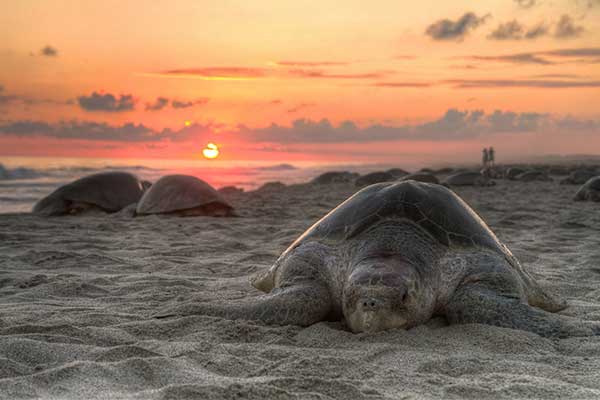 Sea turtles need your help