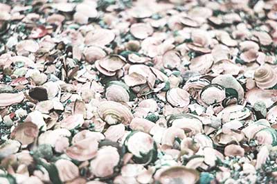 sea shells