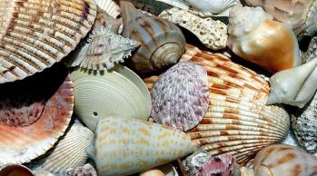 florida sea shells