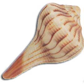 lightning whelk